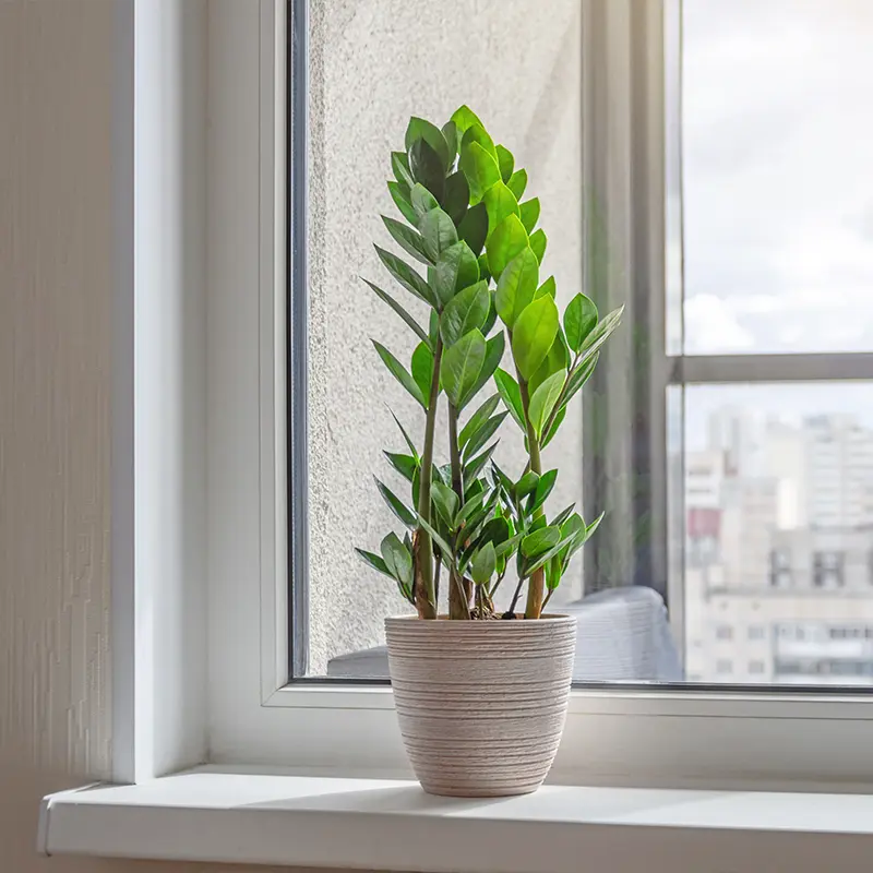 Fensterbank